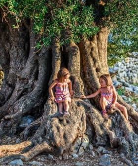 Two children sitting on the roots of a large olive tree, interacting with each other. - Olive Oil Times