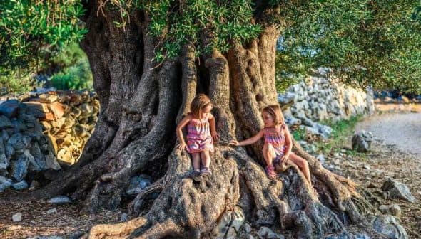 Two children sitting on the roots of a large olive tree, interacting with each other. - Olive Oil Times