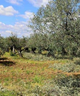 A grove of olive trees with green foliage and a clear blue sky in the background. - Olive Oil Times