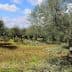 A grove of olive trees with green foliage and a clear blue sky in the background. - Olive Oil Times