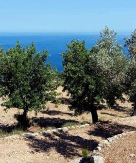 Olive trees in a grove with a view of the sea in the background. - Olive Oil Times