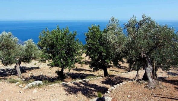Olive trees in a grove with a view of the sea in the background. - Olive Oil Times