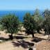 Olive trees in a grove with a view of the sea in the background. - Olive Oil Times