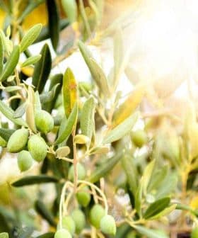 Branch of an olive tree with green olives and leaves illuminated by sunlight. - Olive Oil Times