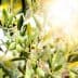 Branch of an olive tree with green olives and leaves illuminated by sunlight. - Olive Oil Times