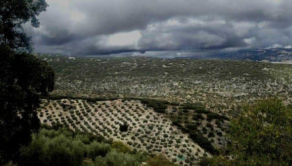 A panoramic view of an olive grove with rows of olive trees under a cloudy sky. - Olive Oil Times