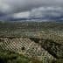 A panoramic view of an olive grove with rows of olive trees under a cloudy sky. - Olive Oil Times