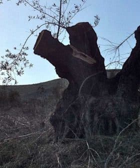 Several olive tree stumps with exposed wood in a natural landscape setting. - Olive Oil Times