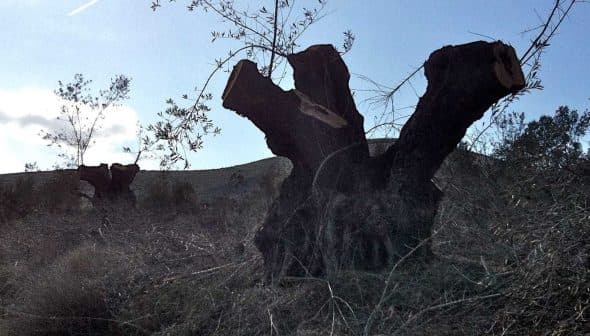 Several olive tree stumps with exposed wood in a natural landscape setting. - Olive Oil Times