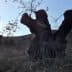 Several olive tree stumps with exposed wood in a natural landscape setting. - Olive Oil Times