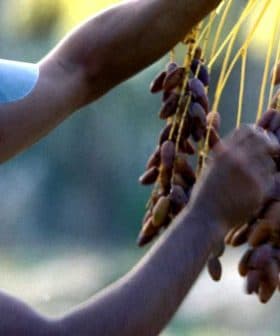 A man wearing a cap gathers clusters of dates hanging from a branch in a field. - Olive Oil Times