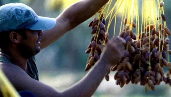 A man wearing a cap gathers clusters of dates hanging from a branch in a field. - Olive Oil Times