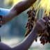A man wearing a cap gathers clusters of dates hanging from a branch in a field. - Olive Oil Times