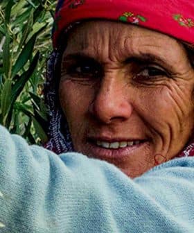 Woman wearing a pink headscarf and sweater harvesting olives from a tree. - Olive Oil Times