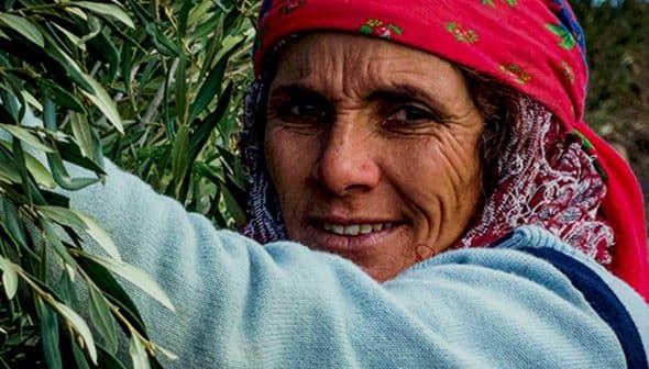 Woman wearing a pink headscarf and sweater harvesting olives from a tree. - Olive Oil Times