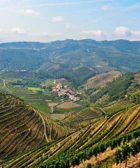 A scenic view of terraced vineyards and olive trees on rolling hills under a blue sky. - Olive Oil Times