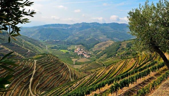 A scenic view of terraced vineyards and olive trees on rolling hills under a blue sky. - Olive Oil Times