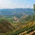 A scenic view of terraced vineyards and olive trees on rolling hills under a blue sky. - Olive Oil Times