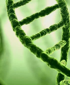 Close-up view of a green DNA double helix structure with a blurred background. - Olive Oil Times