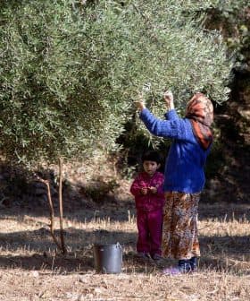A woman in a blue sweater and patterned pants harvesting olives from a tree while a child watches nearby. - Olive Oil Times