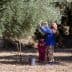 A woman in a blue sweater and patterned pants harvesting olives from a tree while a child watches nearby. - Olive Oil Times