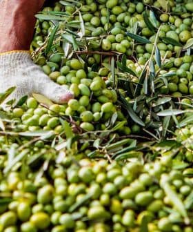 Hands wearing gloves sorting through a large pile of green olives with leaves. - Olive Oil Times