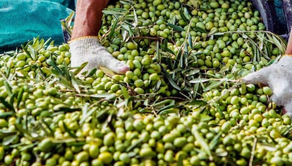 Hands wearing gloves sorting through a large pile of green olives with leaves. - Olive Oil Times