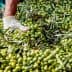 Hands wearing gloves sorting through a large pile of green olives with leaves. - Olive Oil Times