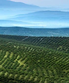 Aerial view of expansive olive groves with rolling hills in the background. - Olive Oil Times