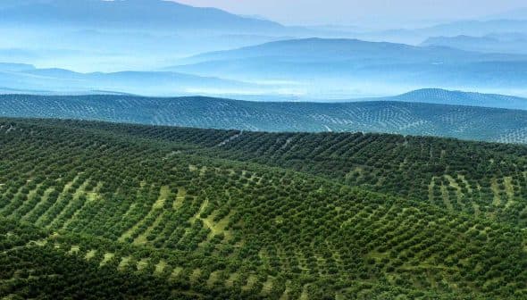 Aerial view of expansive olive groves with rolling hills in the background. - Olive Oil Times