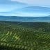 Aerial view of expansive olive groves with rolling hills in the background. - Olive Oil Times