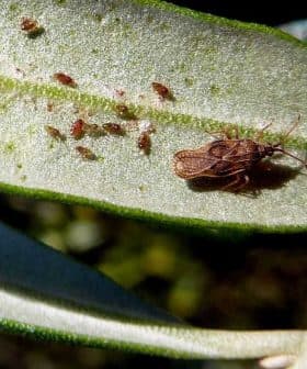 A brown insect resting on a green olive leaf with small pests visible on the surface. - Olive Oil Times
