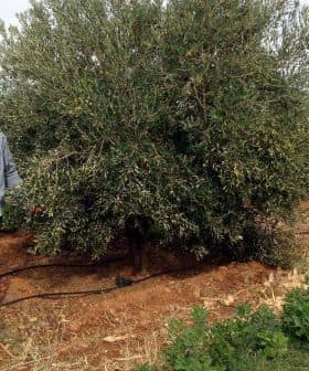Man standing beside an olive tree in an agricultural field with green plants in the background. - Olive Oil Times