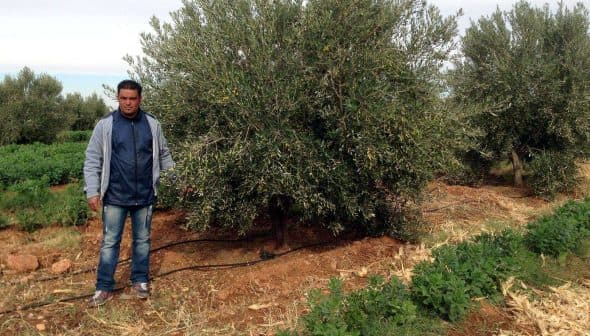 Man standing beside an olive tree in an agricultural field with green plants in the background. - Olive Oil Times