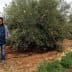 Man standing beside an olive tree in an agricultural field with green plants in the background. - Olive Oil Times