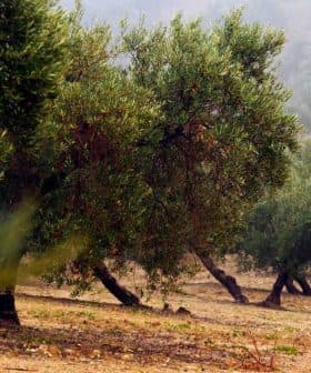 Row of olive trees in a field with a blurred background and foggy atmosphere. - Olive Oil Times