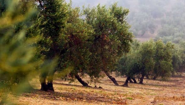 Row of olive trees in a field with a blurred background and foggy atmosphere. - Olive Oil Times