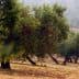 Row of olive trees in a field with a blurred background and foggy atmosphere. - Olive Oil Times