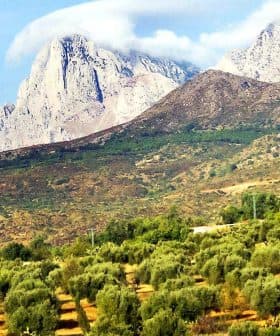 Olive trees in a grove with mountains and clouds in the background under a clear sky. - Olive Oil Times