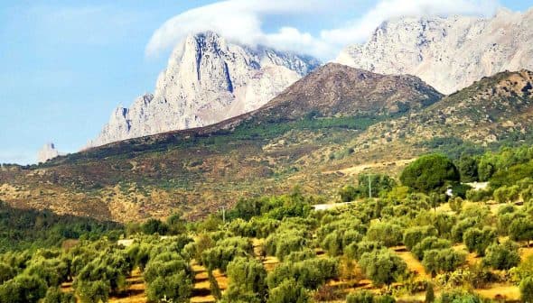 Olive trees in a grove with mountains and clouds in the background under a clear sky. - Olive Oil Times