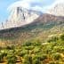 Olive trees in a grove with mountains and clouds in the background under a clear sky. - Olive Oil Times