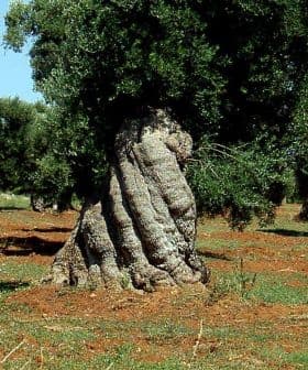 An olive tree with a thick trunk and lush green foliage in an orchard setting. - Olive Oil Times