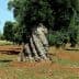 An olive tree with a thick trunk and lush green foliage in an orchard setting. - Olive Oil Times