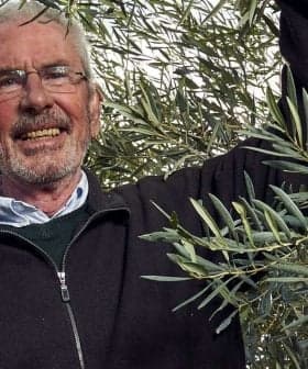Man smiling while harvesting olives from an olive tree, holding branches with olives. - Olive Oil Times