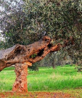 An olive tree with a gnarled trunk leaning over a stone in a grassy area. - Olive Oil Times