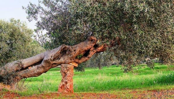 An olive tree with a gnarled trunk leaning over a stone in a grassy area. - Olive Oil Times
