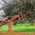 An olive tree with a gnarled trunk leaning over a stone in a grassy area. - Olive Oil Times