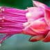 Close-up of a cactus flower featuring vibrant pink petals and yellow stamen. - Olive Oil Times