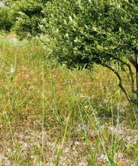 An olive tree standing in a grassy field with wildflowers and greenery. - Olive Oil Times