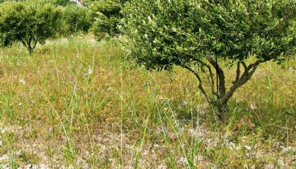 An olive tree standing in a grassy field with wildflowers and greenery. - Olive Oil Times